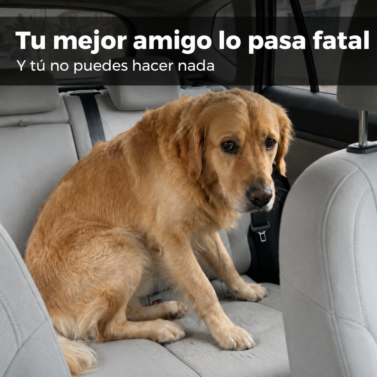 Orejeras Calmantes™